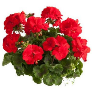 GS1 Geranium staand