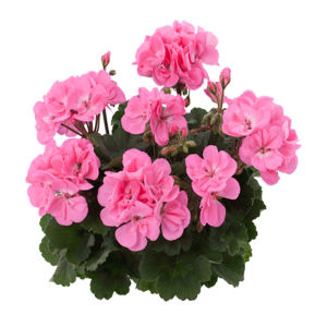 GS3 Geranium staand