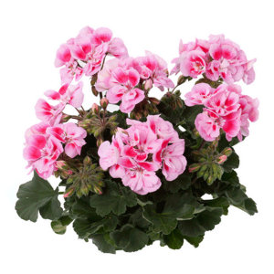 GS3 Geranium staand