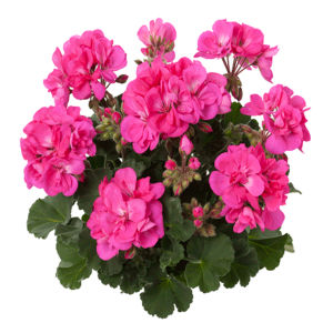 GS2 Geranium staand