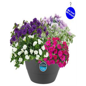 HP2 Petunia multimix