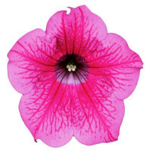 PE3 Petunia