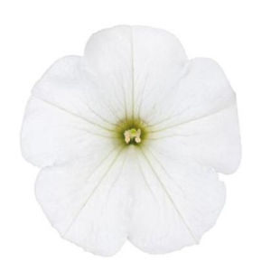 PE4 Petunia