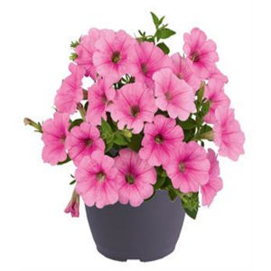 TP3 Petunia