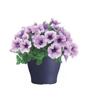 TP4 Petunia