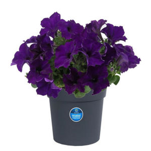 TP6 Petunia
