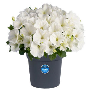 TP9 Petunia