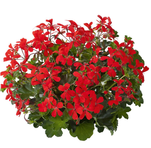GH1 Geranium hang