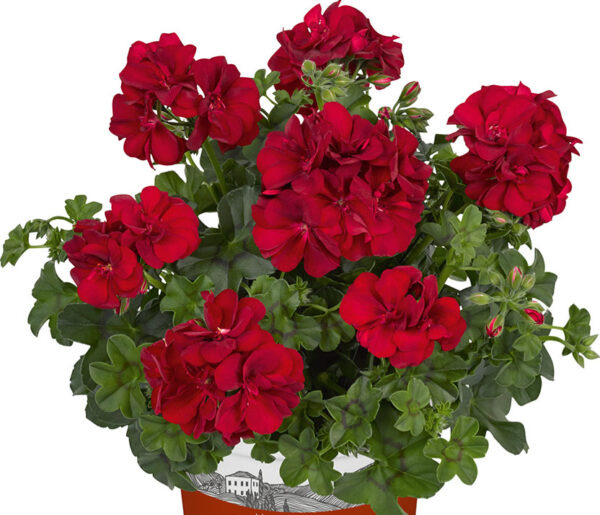 GH2 Geranium hang