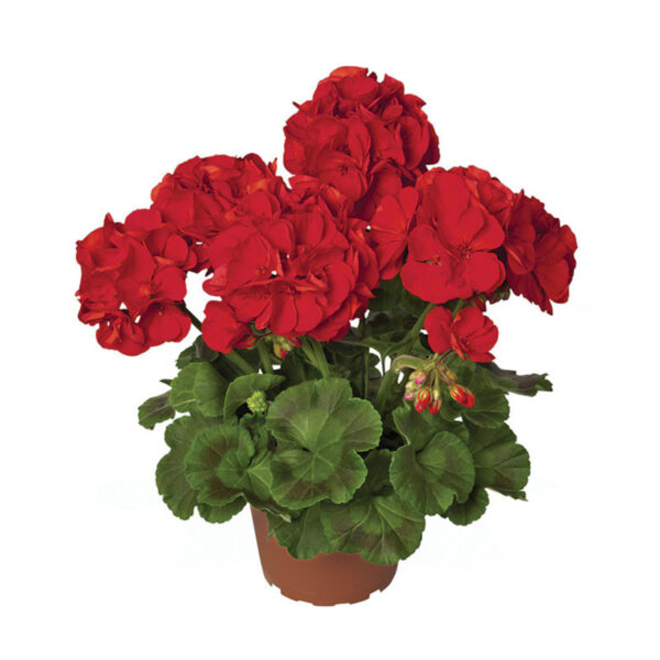 GS1 Geranium staand
