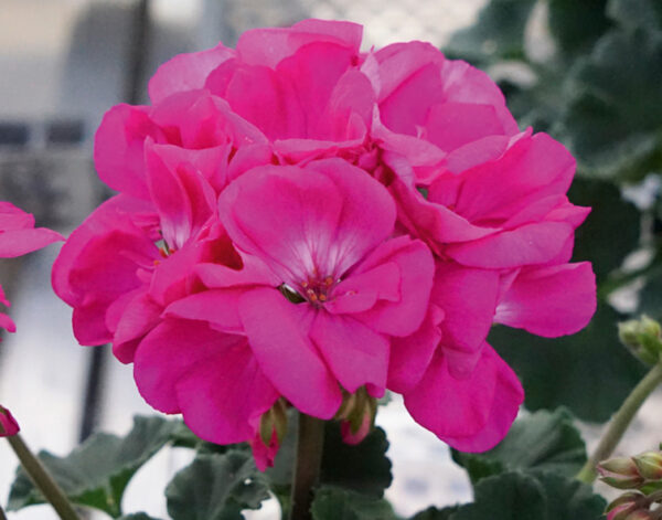 GS2 Geranium staand