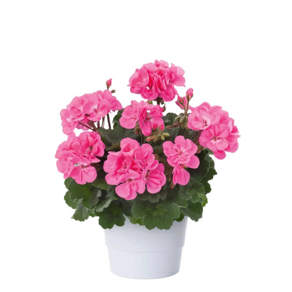 GS3 Geranium staand