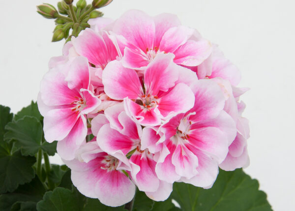GS4 Geranium staand