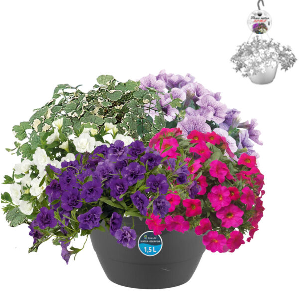 HP2 Hangpot Multimix