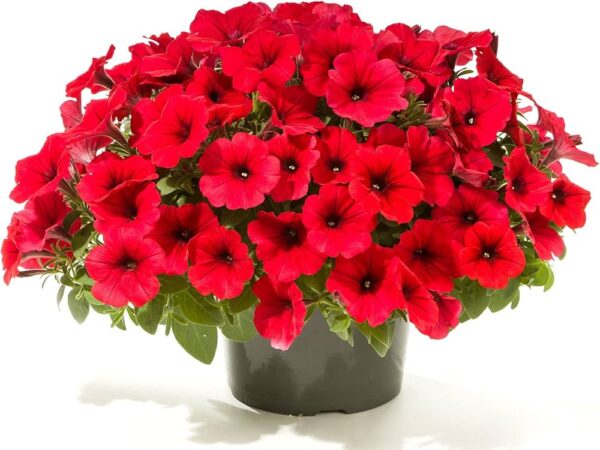 PE1 Petunia rood