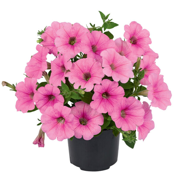 PE2 Petunia roze