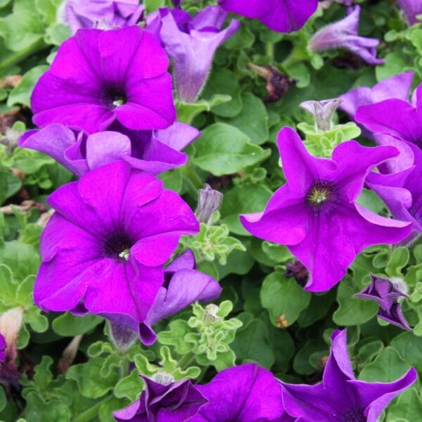PE3 Petunia paars