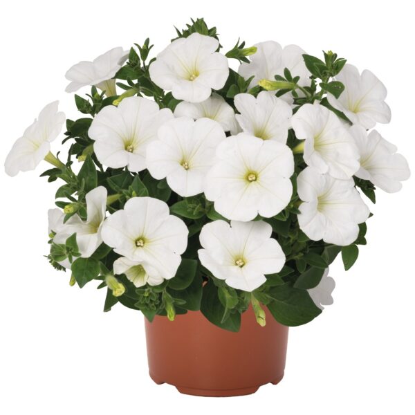 PE4 Petunia wit