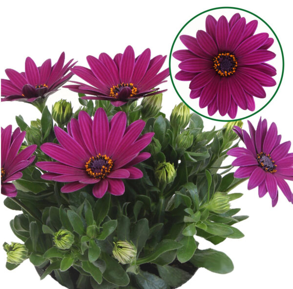 SM1 Spaanse Margriet