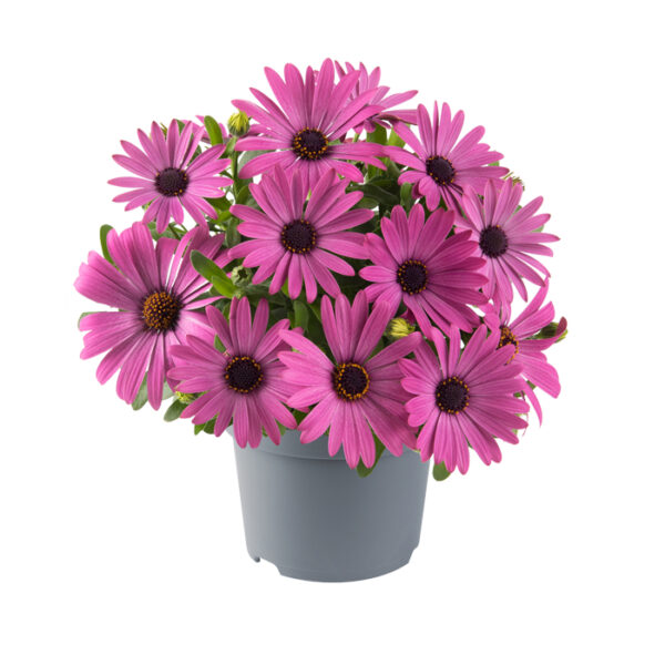 SM2 Spaanse Margriet