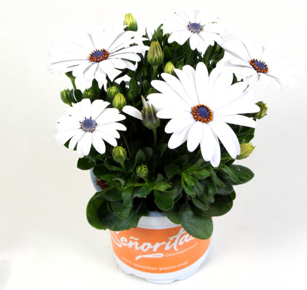 SM3 Spaanse Margriet