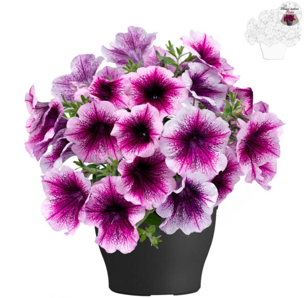 TP2 Terraspot Petunia Rose Vein