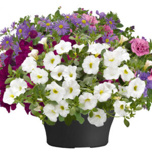 TPMix1 Terraspot  26 cm Mix 1