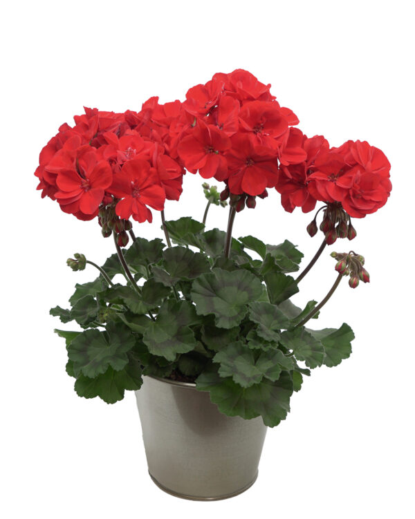 GS5 Geranium staand