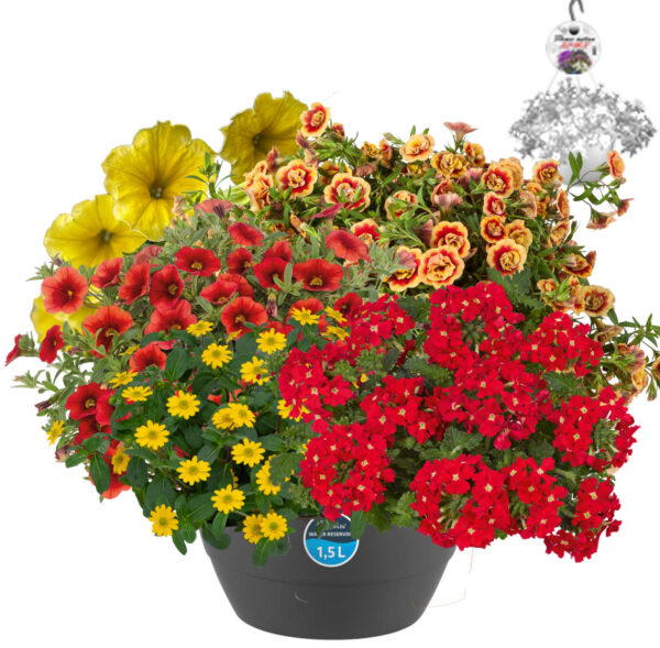 HP1 Hangpot Multimix